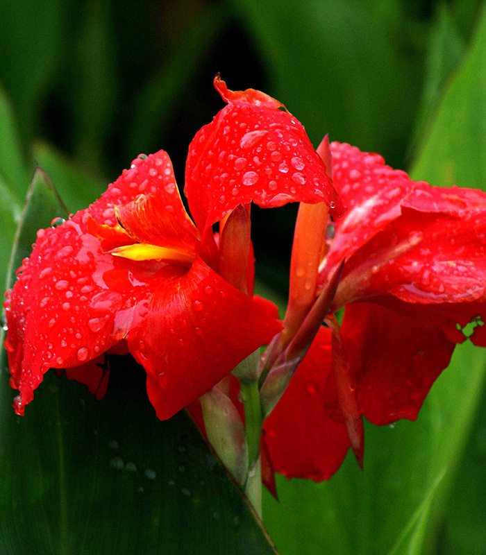 美人蕉（紅、黃花）