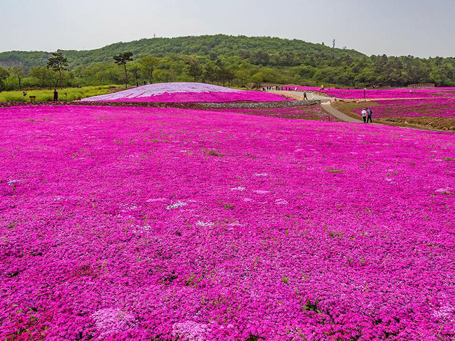 芝櫻（粉、紅、紫、白、花）